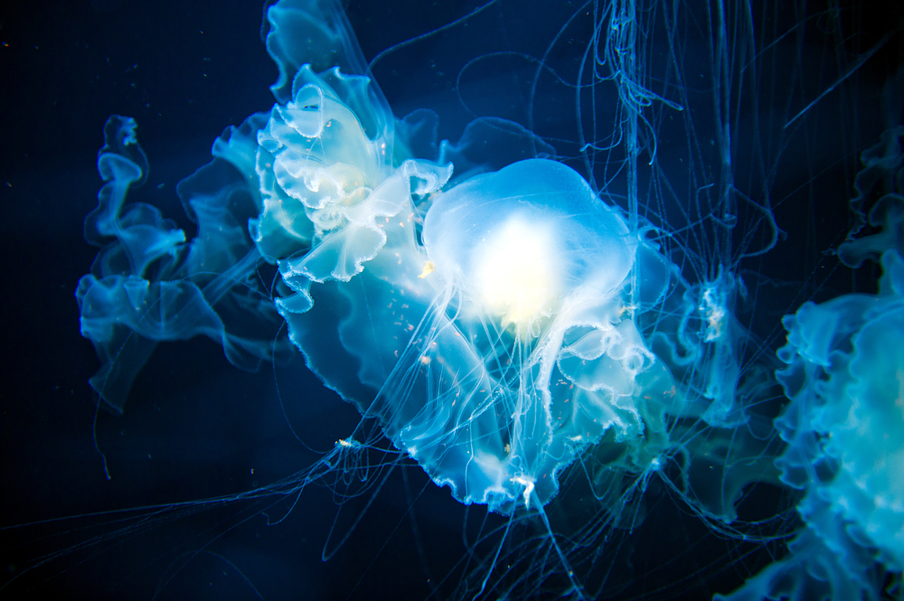 The Immortal Jellyfish
